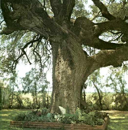 Wiemers Oak-1969